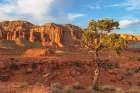 Juniper tree on Panorama Point-Capitol Reef National Park-Utah Art Print